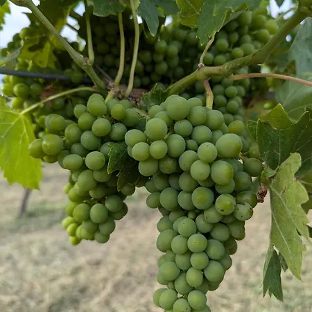 Libero Ranch 팜스테이 *