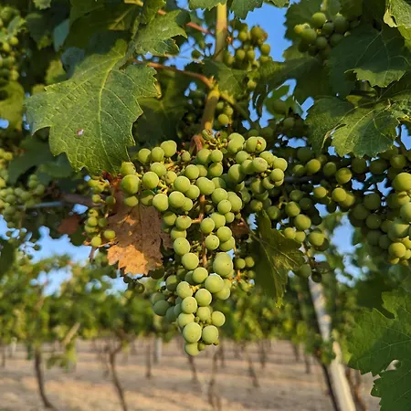 Libero Ranch 팜스테이